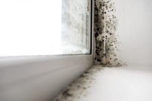 Can indoor mold make you sick