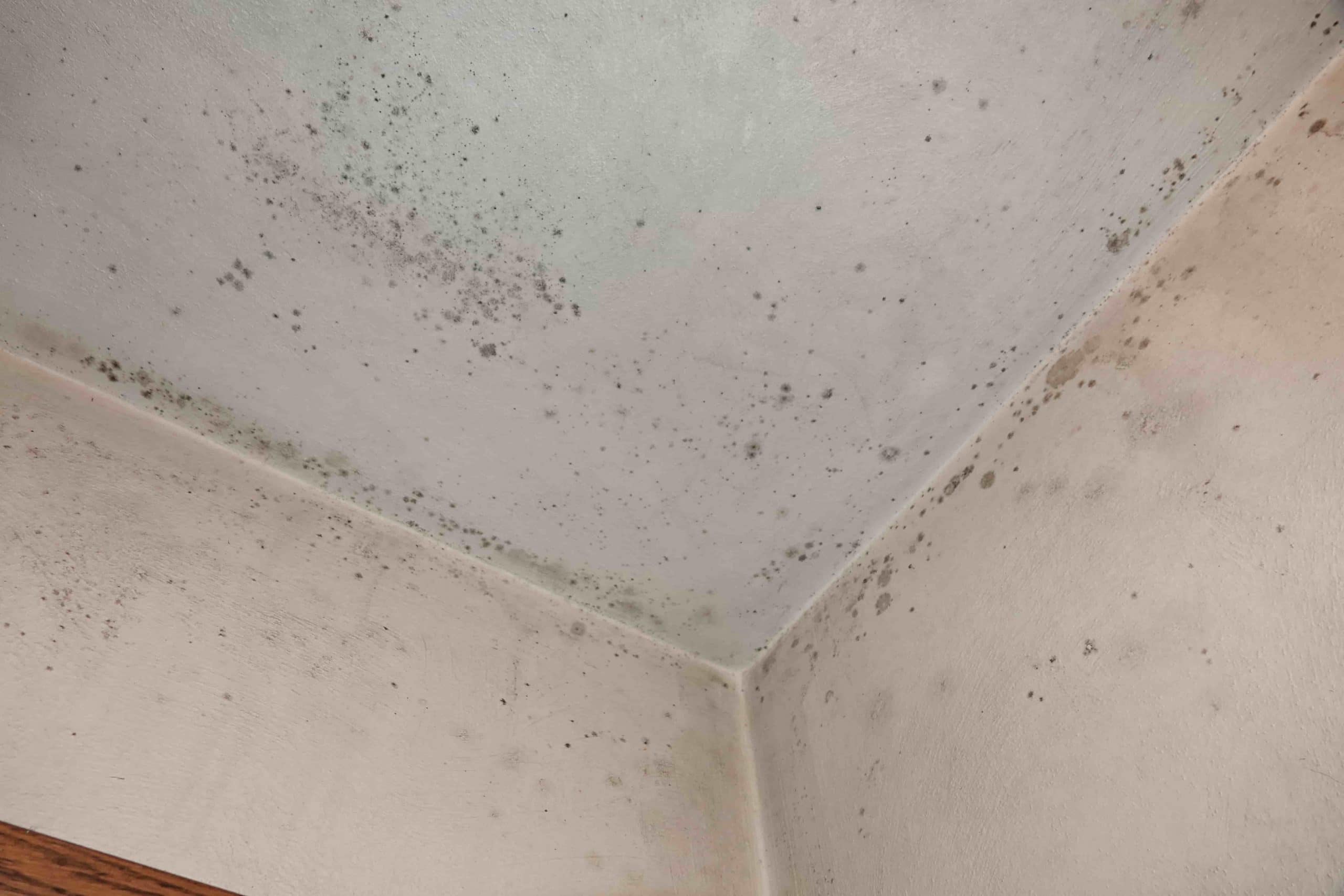 Is mold making you sick?  Ohio State Health & Discovery