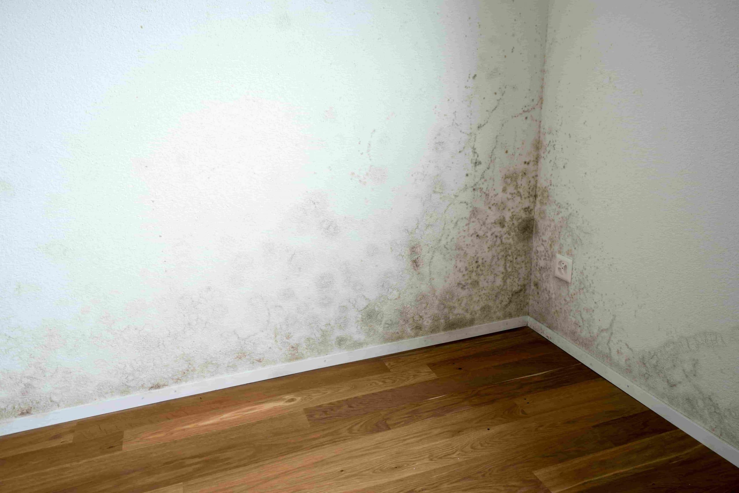 How to Deal With a Mold Infestation | Mold Inspector San Diego 🥇