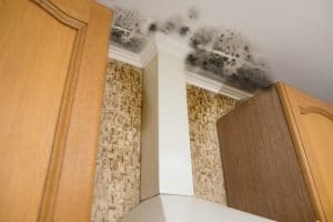 What do you do if you have mold in your house