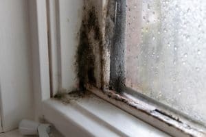 Is a mold inspection worth it