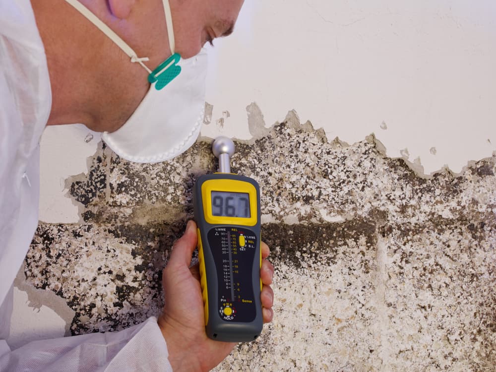 Mold Inspection