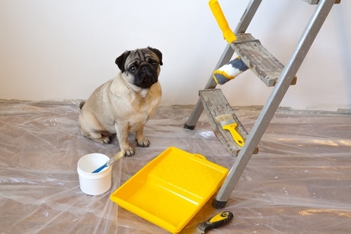 Does having a dog affect a home inspection